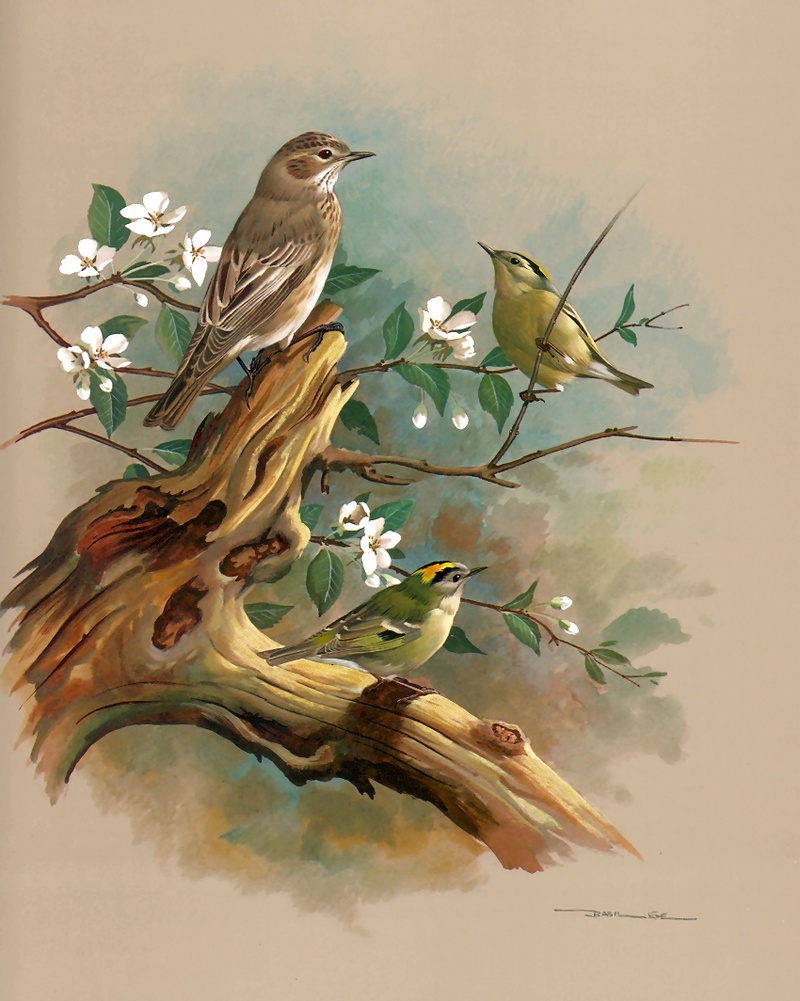 [Consigliere S4 - Basil Ede] Spotted Flycatcher And Goldcrest; DISPLAY FULL IMAGE.