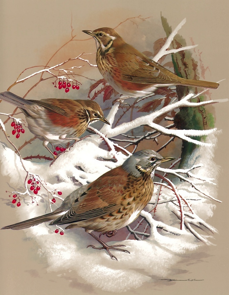 [Consigliere S4 - Basil Ede] Redwing And Fieldfare; DISPLAY FULL IMAGE.