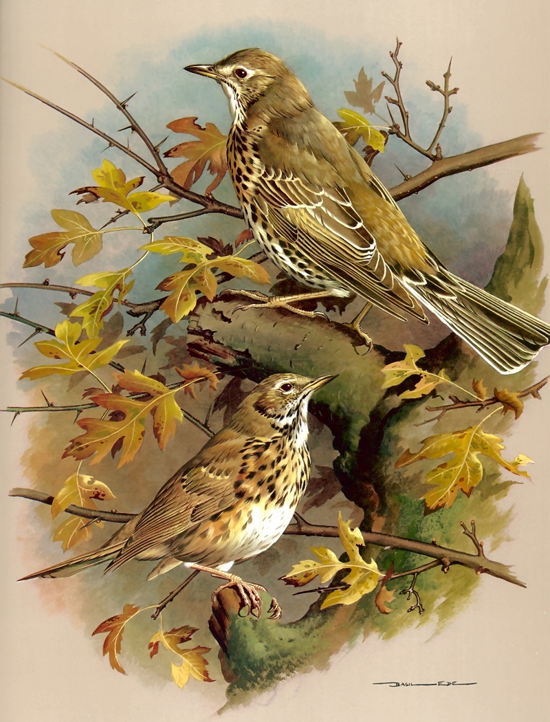[Consigliere S4 - Basil Ede] Mistle Thrush And Song Thrush; DISPLAY FULL IMAGE.