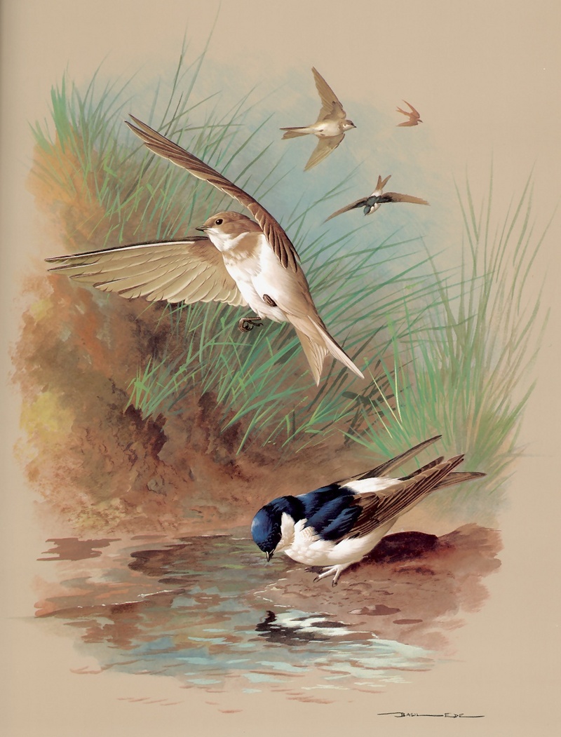 [Consigliere S4 - Basil Ede] The House Martin And Sand Martin; DISPLAY FULL IMAGE.