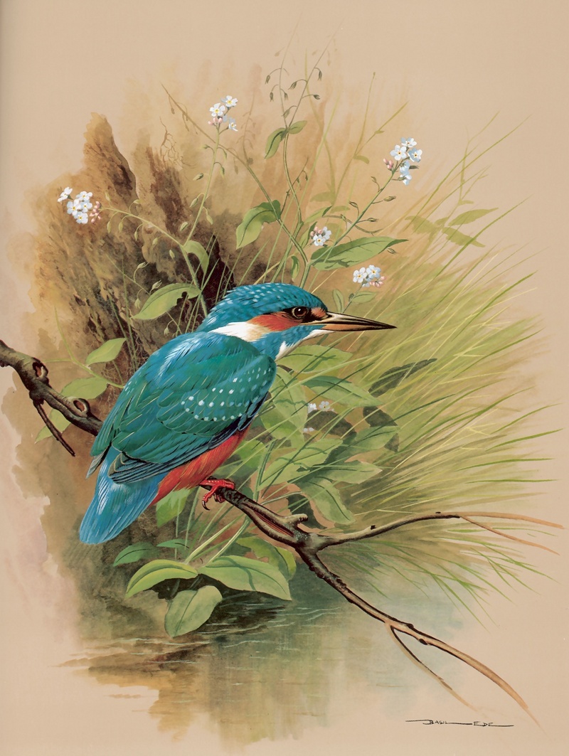 [Consigliere S4 - Basil Ede] The KingFisher; DISPLAY FULL IMAGE.