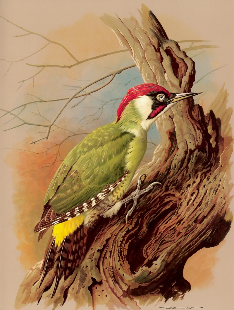 [Consigliere S4 - Basil Ede] The Green Woodpecker; DISPLAY FULL IMAGE.