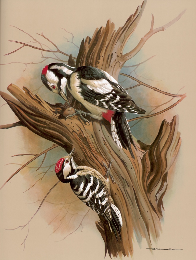 [Consigliere S4 - Basil Ede] The Pied Woodpecker And Barred Woodpecker; DISPLAY FULL IMAGE.