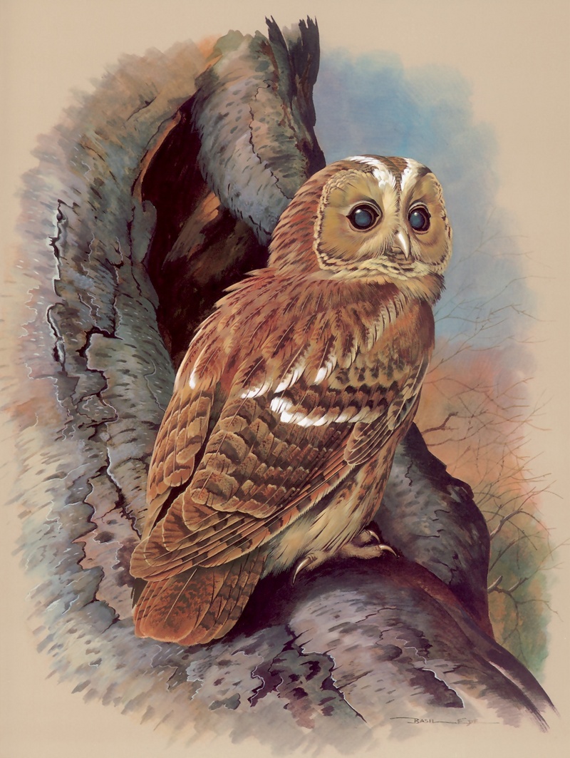 [Consigliere S4 - Basil Ede] The Tawny Owl; DISPLAY FULL IMAGE.