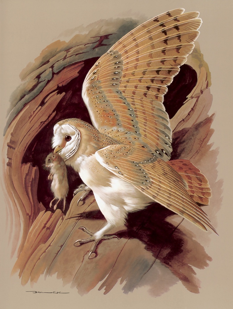 [Consigliere S4 - Basil Ede] The Barn Owl; DISPLAY FULL IMAGE.