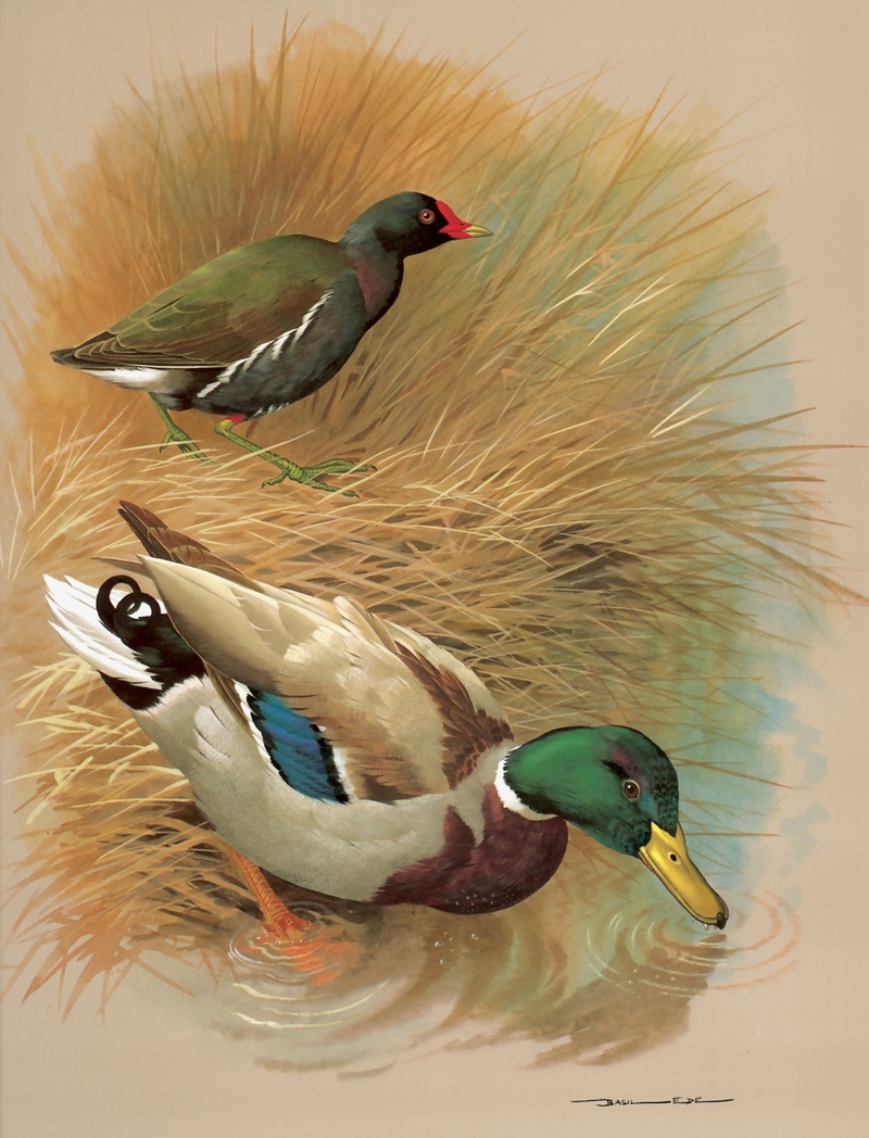 [Consigliere S4 - Basil Ede] The Moorhen And The Mallard; DISPLAY FULL IMAGE.
