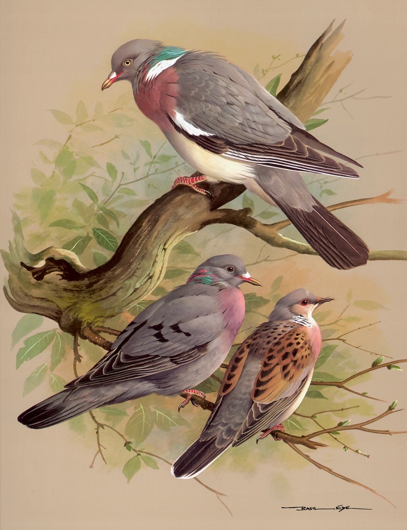 [Consigliere S4 - Basil Ede] Wood Pigeon, Stock Dove, Turtle Dove; DISPLAY FULL IMAGE.