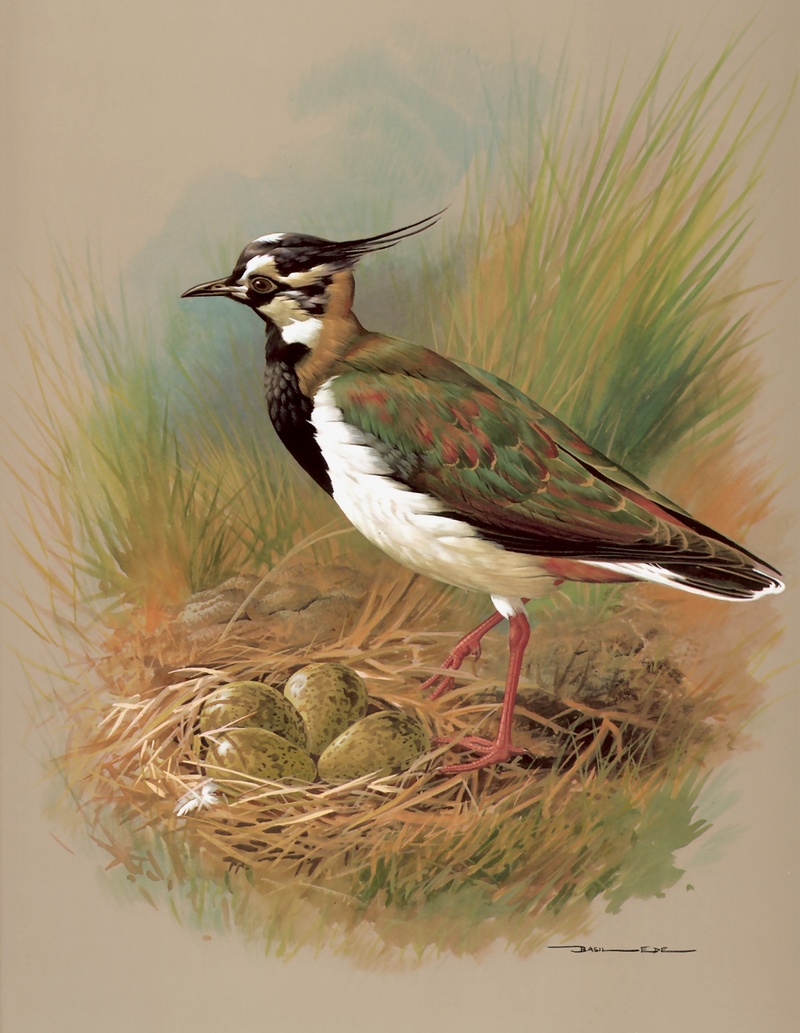 [Consigliere S4 - Basil Ede] The Lapwing (Northern Lapwing, Vanellus vanellus); DISPLAY FULL IMAGE.