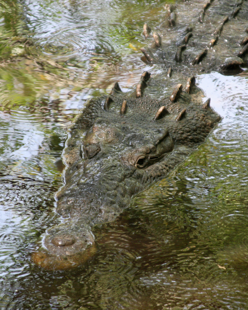 American Crocodile (Crocodylus acutus) - Wiki; DISPLAY FULL IMAGE.