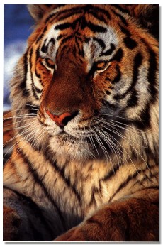 Bengal tiger(Maneater), Fear world Wiki