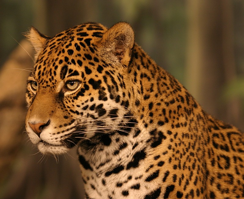 Jaguar (Panthera onca) - Wiki; DISPLAY FULL IMAGE.