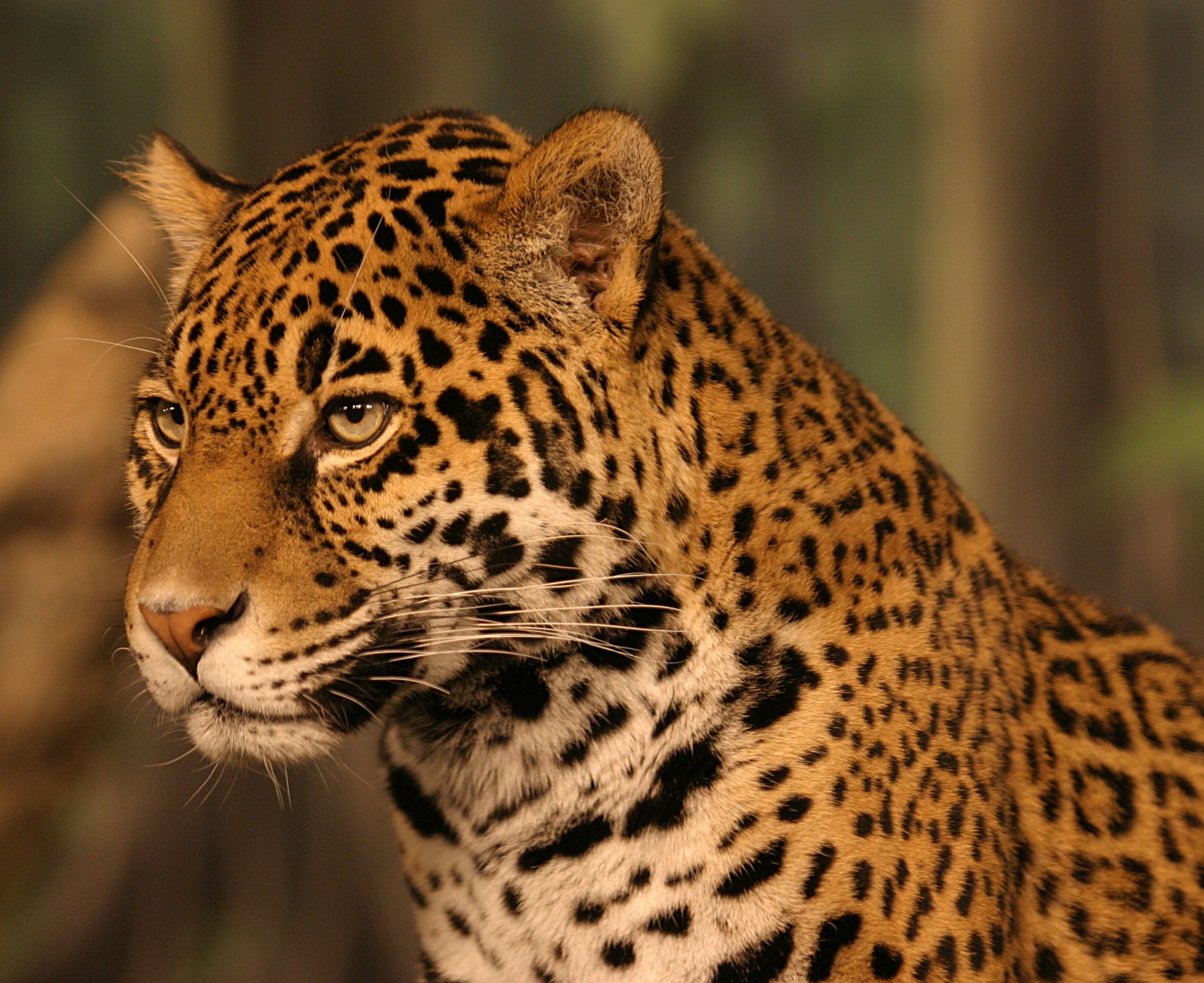 Animal jaguar Jaguar Symbolism