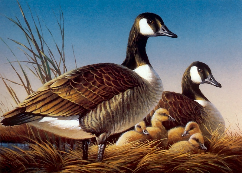 [Consigliere S4 - The Art of Terry Redlin] Canada Geese; DISPLAY FULL IMAGE.