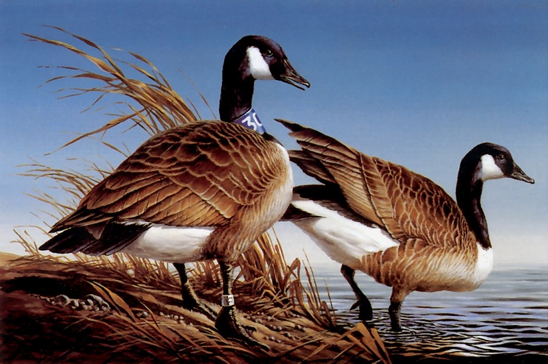 [Consigliere S4 - The Art of Terry Redlin] 1981 Minnesota Duck Stamp; DISPLAY FULL IMAGE.