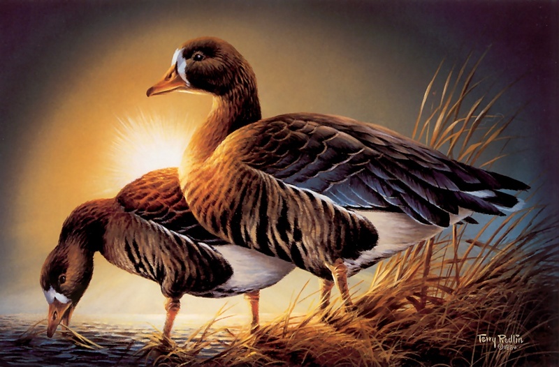 [Consigliere S4 - The Art of Terry Redlin] 1985 Minnesota Duck Stamp; DISPLAY FULL IMAGE.