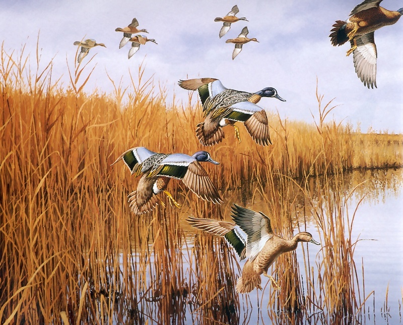 [Consigliere S4 - The Wildfowl of David Maass] Coming In - Blue Winged Teal; DISPLAY FULL IMAGE.
