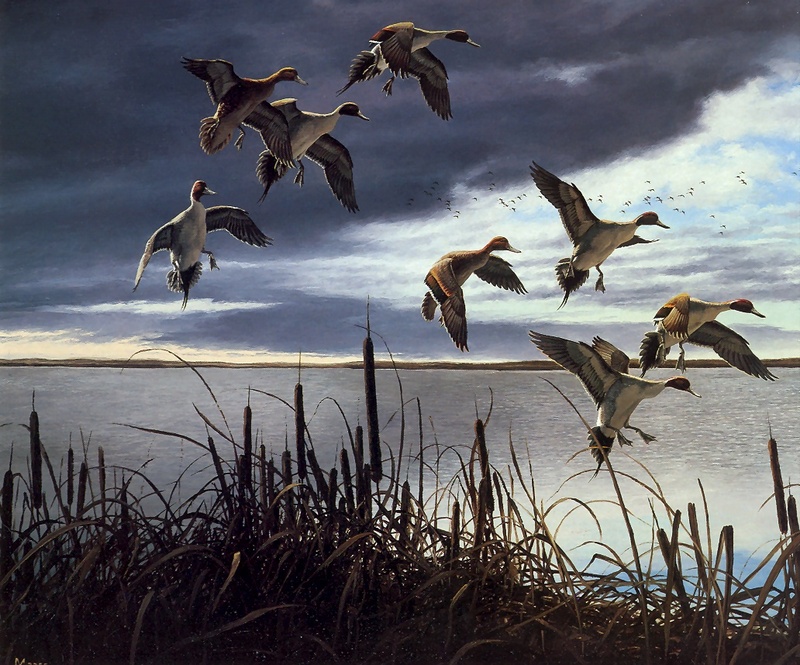 [Consigliere S4 - The Wildfowl of David Maass] Migrants - Pintails; DISPLAY FULL IMAGE.