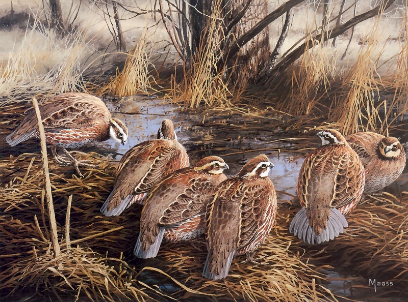 [Consigliere S4 - The Wildfowl of David Maass] 1986 International Quail Foundation Print; DISPLAY FULL IMAGE.