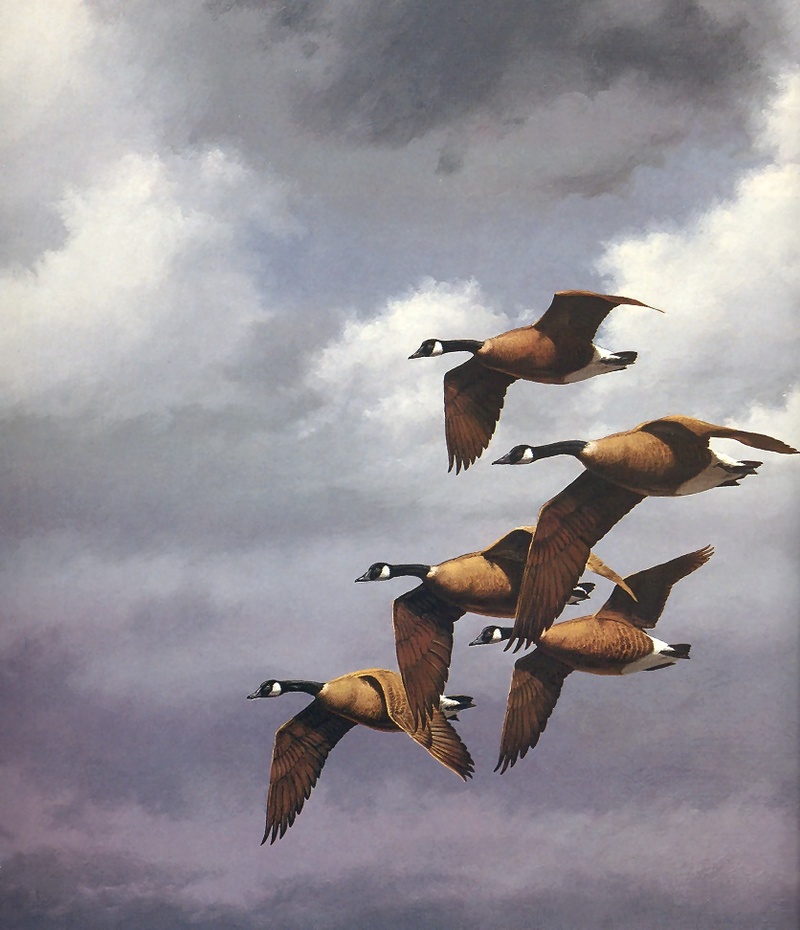 [Consigliere S4 - The Wildfowl of David Maass] Winging over - Canada Geese; DISPLAY FULL IMAGE.