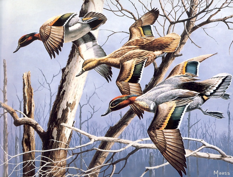 [Consigliere S4 - The Wildfowl of David Maass] Arkansas Duck Stamp - Green Winged Teal; DISPLAY FULL IMAGE.
