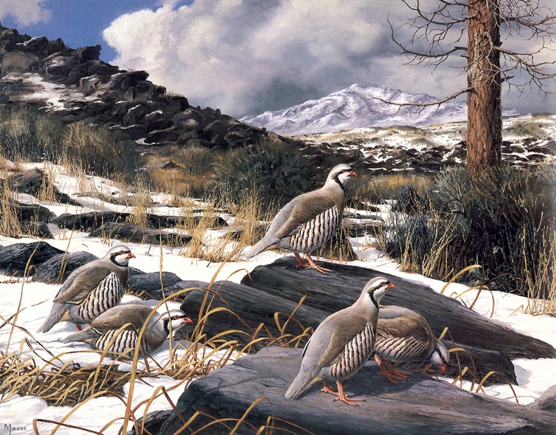 [Consigliere S4 - The Wildfowl of David Maass] First Snow - Chukar Partridge; DISPLAY FULL IMAGE.