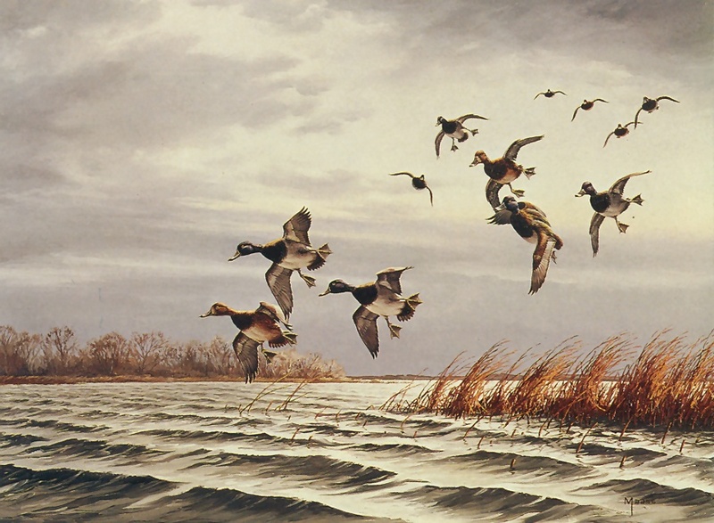 [Consigliere S4 - The Wildfowl of David Maass] Passing Through-Ring Necked Ducks; DISPLAY FULL IMAGE.