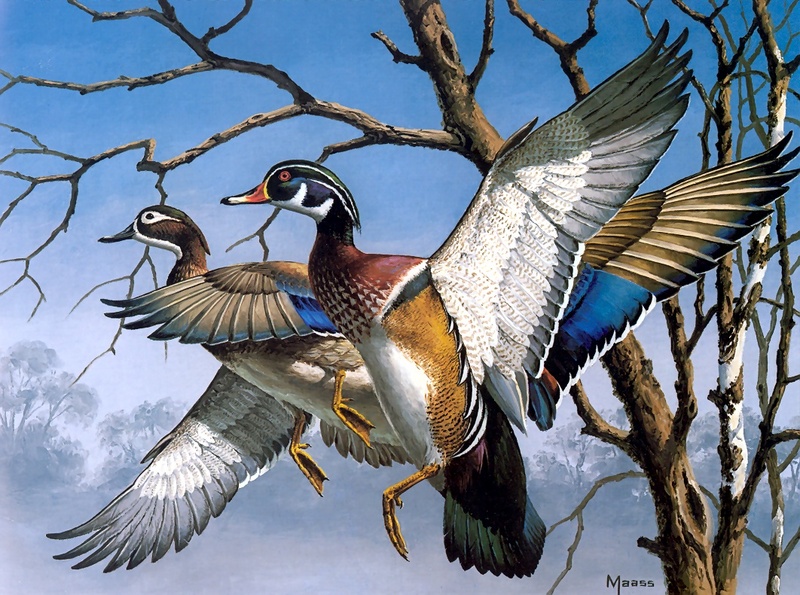 [Consigliere S4 - The Wildfowl of David Maass] 1974 Fed Migratory Bird Hunting Stamp; DISPLAY FULL IMAGE.