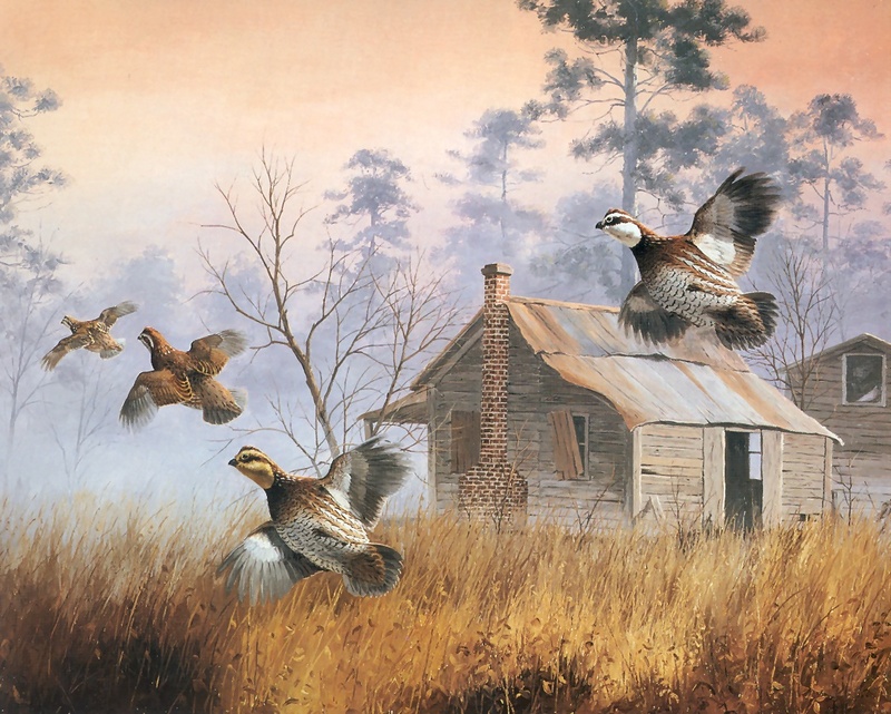 [Consigliere S4 - The Wildfowl of David Maass] Startled Covey-Bobwhite Quail; DISPLAY FULL IMAGE.