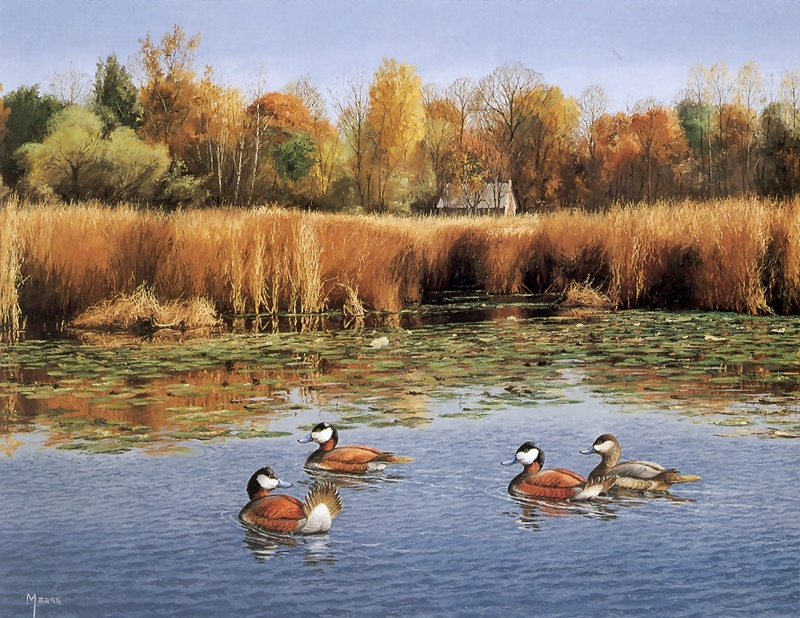 [Consigliere S4 - The Wildfowl of David Maass] Tranquil Setting-Ruddy Ducks; DISPLAY FULL IMAGE.