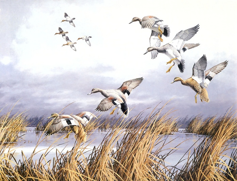 [Consigliere S4 - The Wildfowl of David Maass] Marshy Maneuvers-Gadwalls; DISPLAY FULL IMAGE.