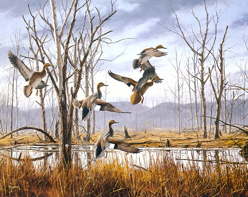[Consigliere S4 - The Wildfowl of David Maass] Moving Out-Gadwalls; DISPLAY FULL IMAGE.