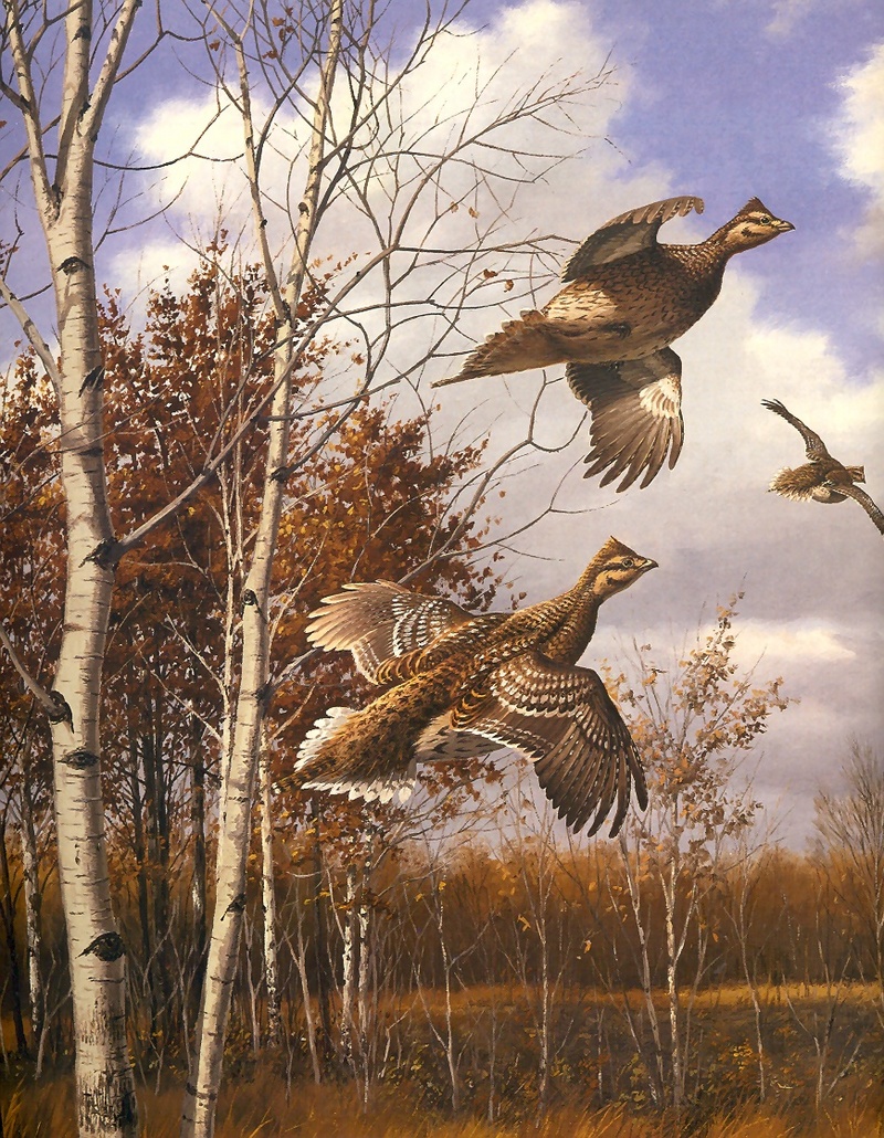[Consigliere S4 - The Wildfowl of David Maass] Sudden Takeoff-Sharptail Grouse; DISPLAY FULL IMAGE.