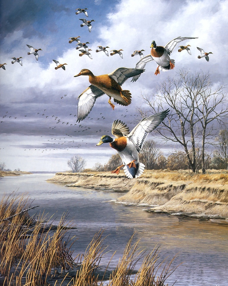 [Consigliere S4 - The Wildfowl of David Maass] Mallards-Central Flyway; DISPLAY FULL IMAGE.