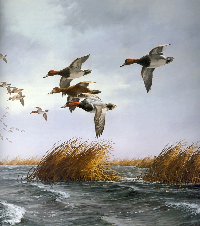 [Consigliere S4 - The Wildfowl of David Maass] Into The Wind-Redheads; DISPLAY FULL IMAGE.