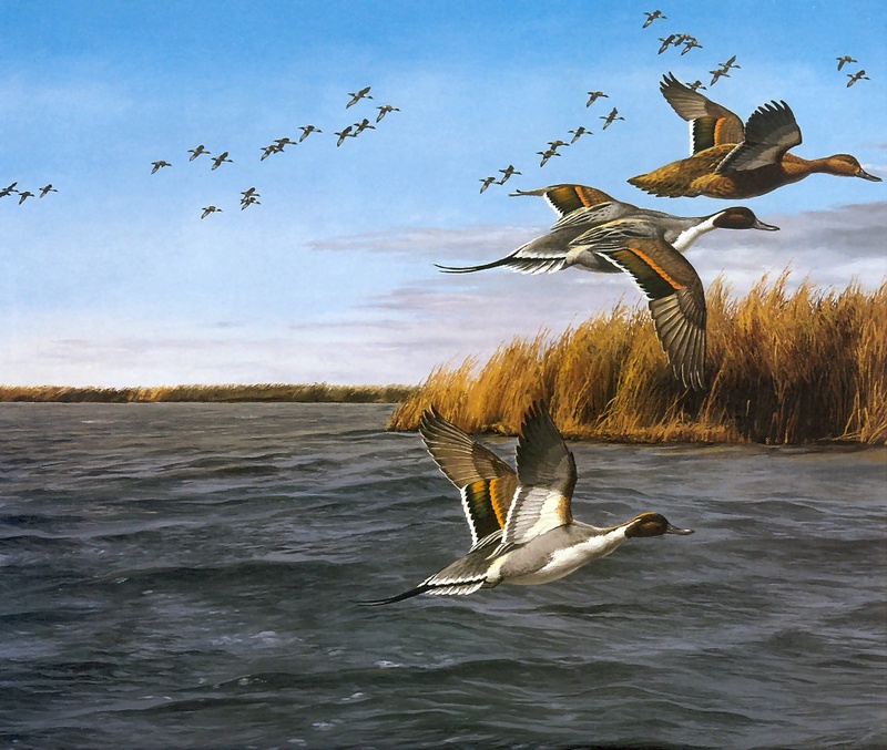 [Consigliere S4 - The Wildfowl of David Maass] Windy Flight-Pintails; DISPLAY FULL IMAGE.