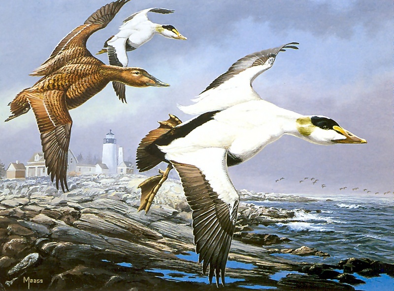 [Consigliere S4 - The Wildfowl of David Maass] 1985 Maine Duck Stamp; DISPLAY FULL IMAGE.