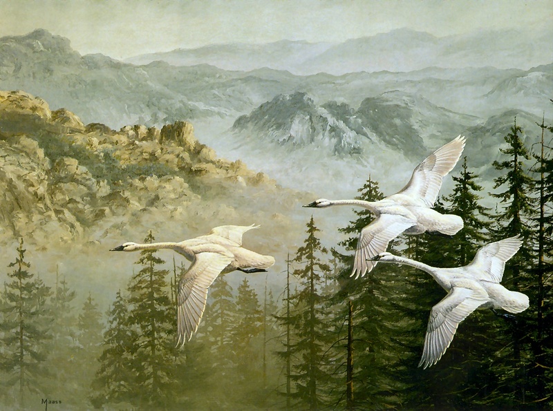 [Consigliere S4 - The Wildfowl of David Maass] Regal Flight-Tundra Swans; DISPLAY FULL IMAGE.