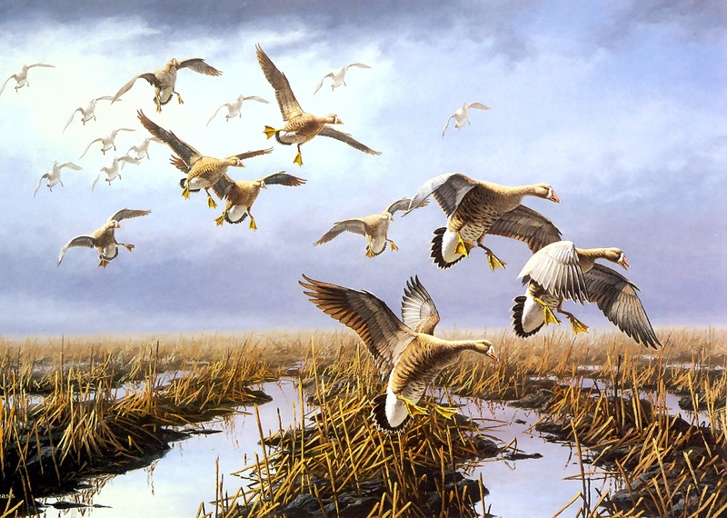 [Consigliere S4 - The Wildfowl of David Maass] Low Ceiling-White Fonted Geese; DISPLAY FULL IMAGE.