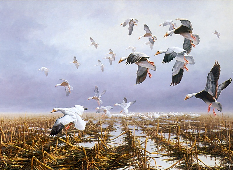 [Consigliere S4 - The Wildfowl of David Maass] Low Ceiling-Snow Geese; DISPLAY FULL IMAGE.