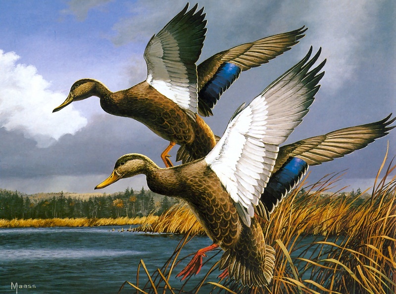 [Consigliere S4 - The Wildfowl of David Maass] 1984 Maine Duck Stamp; DISPLAY FULL IMAGE.