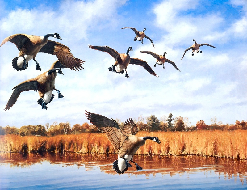 [Consigliere S4 - The Wildfowl of David Maass] Rest Site-Canada Geese; DISPLAY FULL IMAGE.