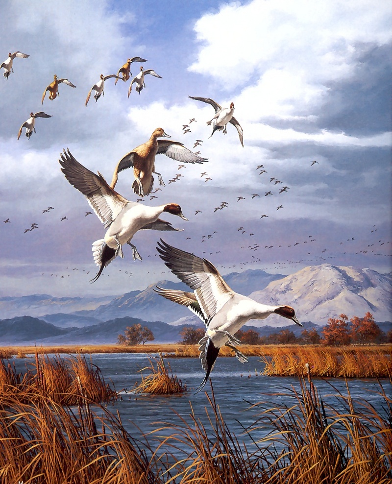 [Consigliere S4 - The Wildfowl of David Maass] Pintails-Pacific Flyaway; DISPLAY FULL IMAGE.