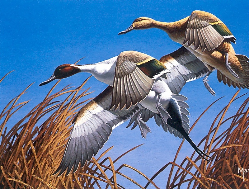[Consigliere S4 - The Wildfowl of David Maass] 1979 Minnesota Waterfowl Stamp; DISPLAY FULL IMAGE.