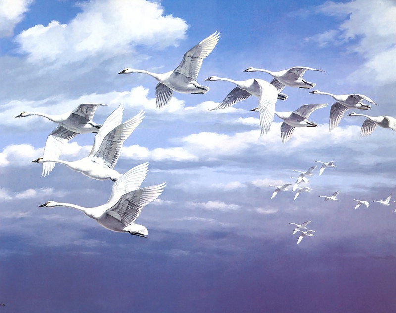 [Consigliere S4 - The Wildfowl of David Maass] Lofty Altitudes-Whistling Swans; DISPLAY FULL IMAGE.