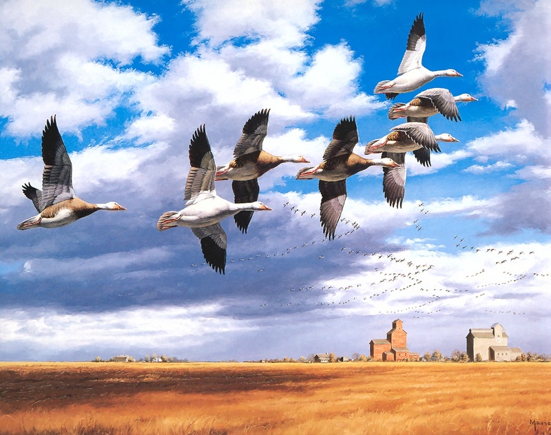 [Consigliere S4 - The Wildfowl of David Maass] Migrating Flight-Snow Geese; DISPLAY FULL IMAGE.