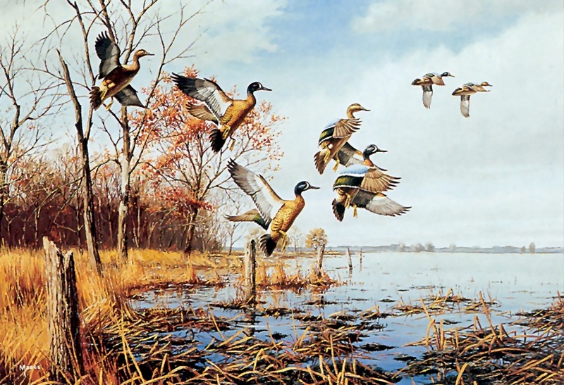 [Consigliere S4 - The Wildfowl of David Maass] Alarmed-Blue Winged Teal; DISPLAY FULL IMAGE.