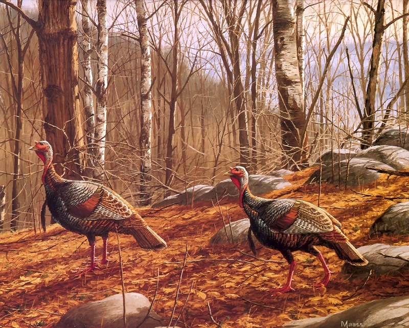 [Consigliere S4 - The Wildfowl of David Maass] Strolling Gobblers-Eastern Wild Turkeys; DISPLAY FULL IMAGE.