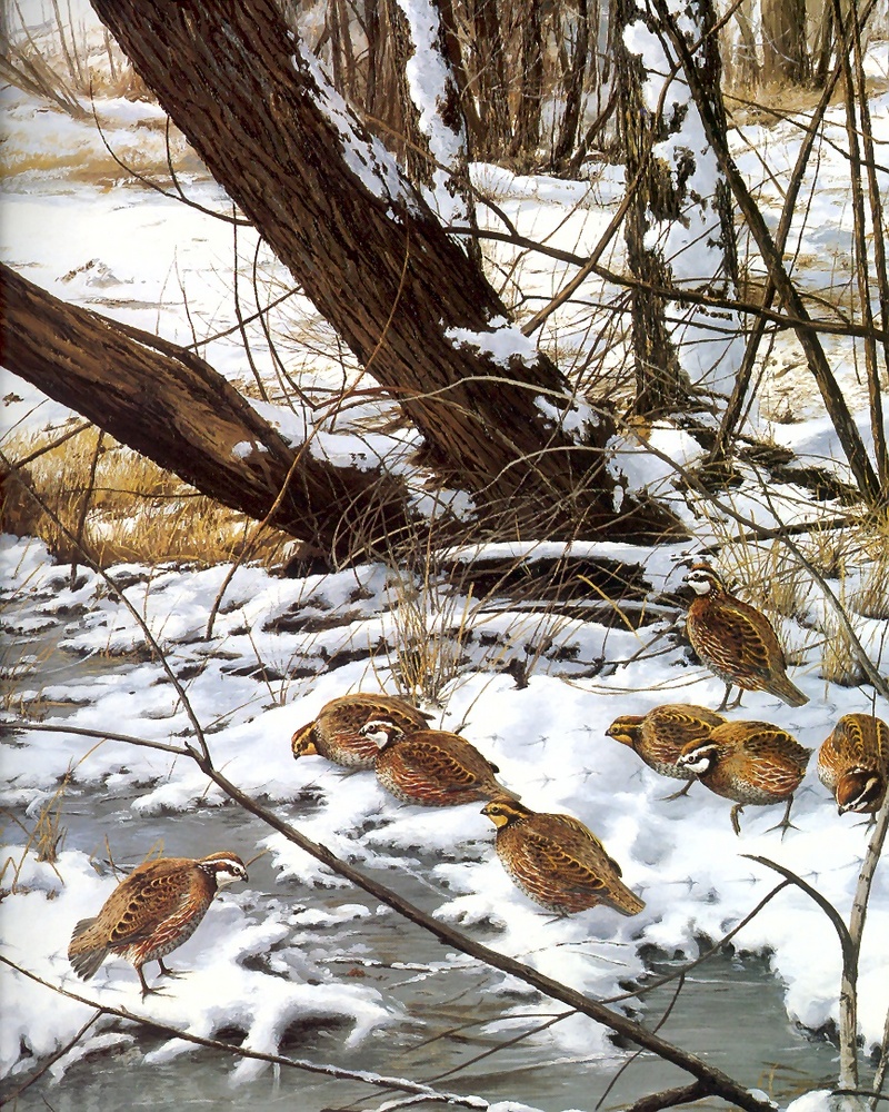 [Consigliere S4 - The Wildfowl of David Maass] Early Winter Morning-Bobwhites; DISPLAY FULL IMAGE.