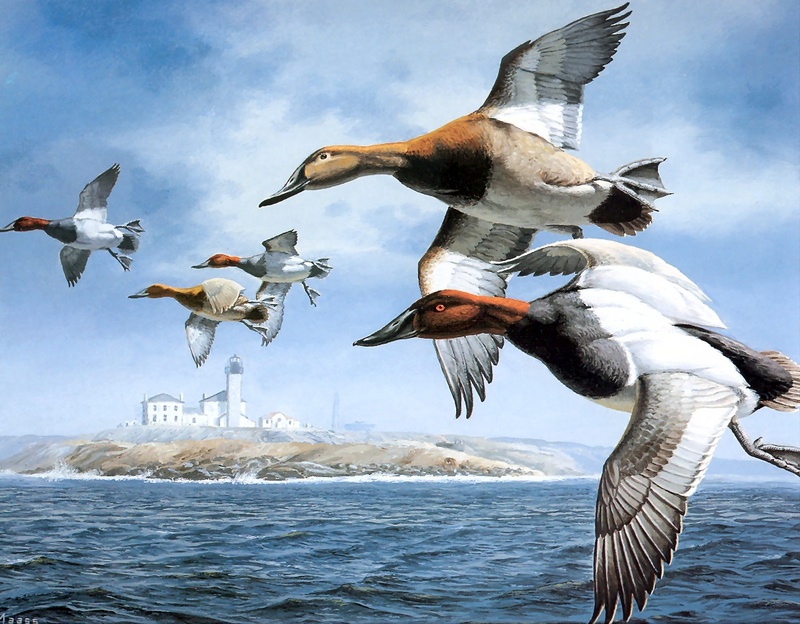 [Consigliere S4 - The Wildfowl of David Maass] Lighthouse Point-Canvasbacks; DISPLAY FULL IMAGE.