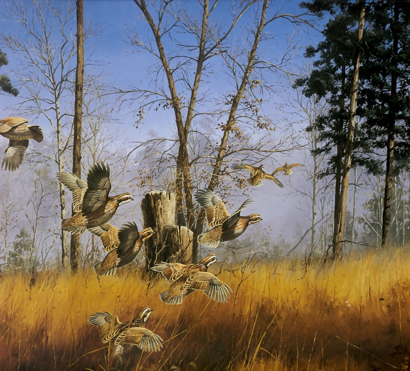 [Consigliere S4 - The Wildfowl of David Maass] Disturbed Bobwhites; DISPLAY FULL IMAGE.